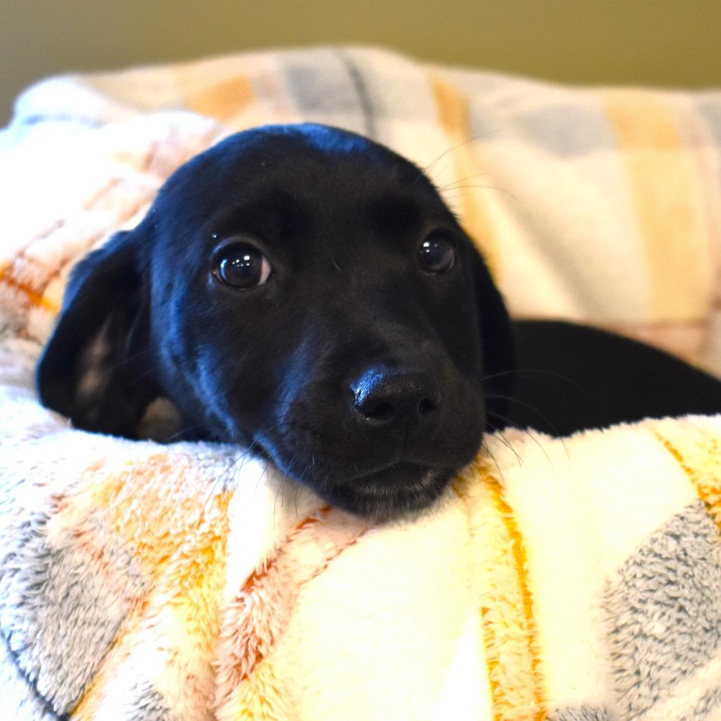 Holly (25-4F-3), a Adoptable mixed breed in Rifle, CO image 2/3