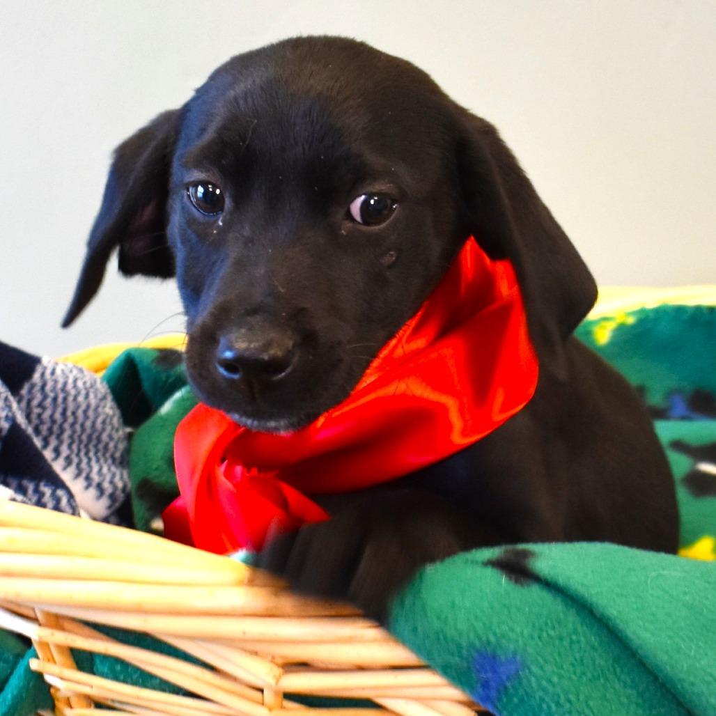 Holly (25-4F-3), a Adoptable mixed breed in Rifle, CO image 3/3