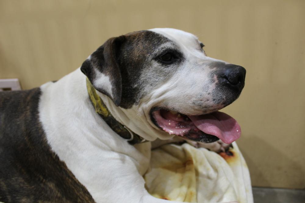 Patrick, Adoptable, Senior Male American Bulldog.