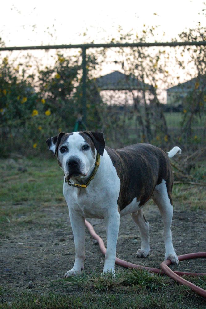 Enlarge Patrick, a Adoptable American Bulldog in Sanger, TX image 2/6