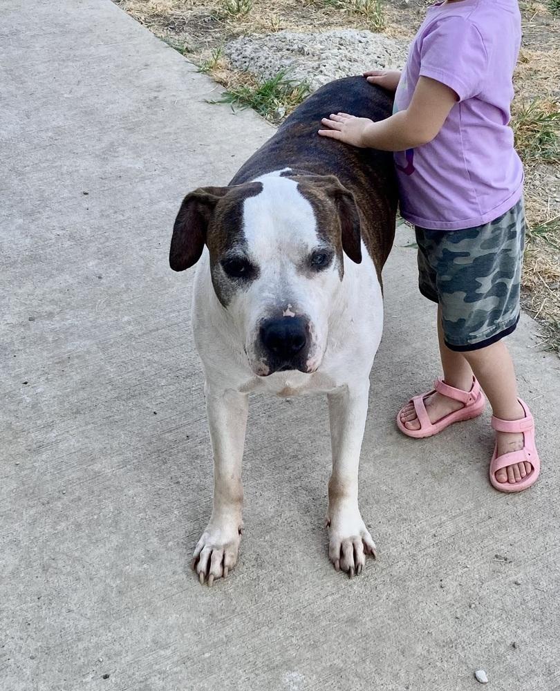 Enlarge Patrick, a Adoptable American Bulldog in Sanger, TX image 3/6
