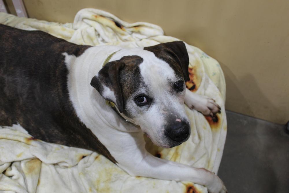 Enlarge Patrick, a Adoptable American Bulldog in Sanger, TX image 4/6