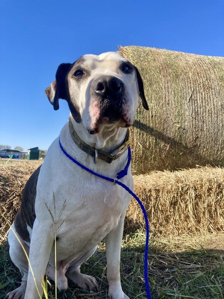 Enlarge Patrick, a Adoptable American Bulldog in Sanger, TX image 5/6