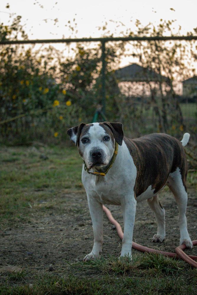 Enlarge Patrick, a Adoptable American Bulldog in Sanger, TX image 6/6
