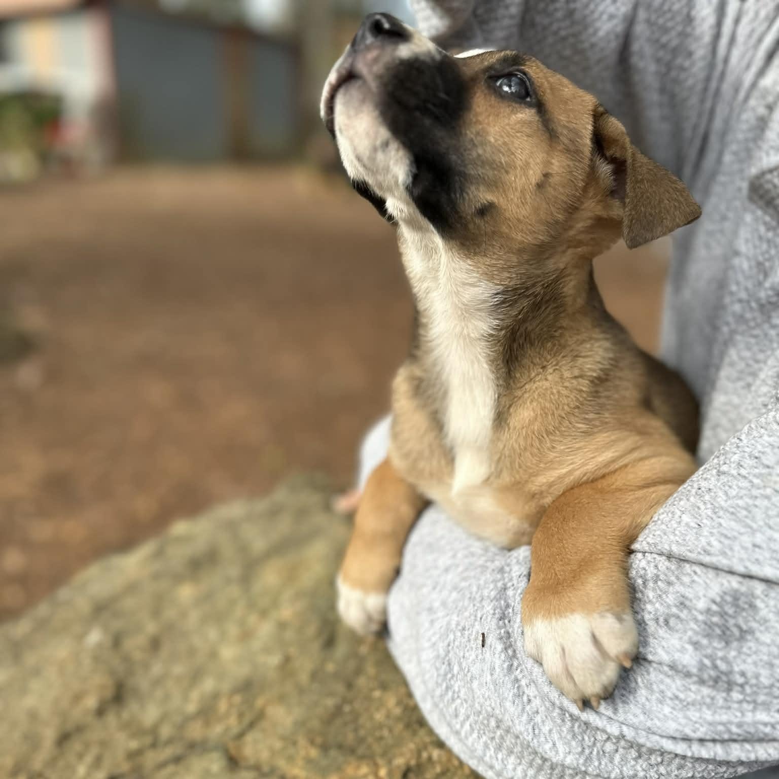 Enlarge Princess with 1 Blue Eye, a Adoptable mixed breed in Blairstown, NJ image 3/5