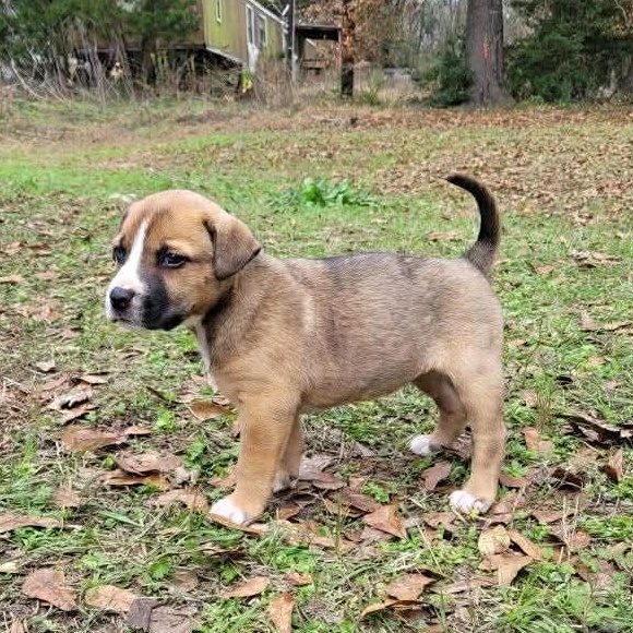 Enlarge Princess with 1 Blue Eye, a Adoptable mixed breed in Blairstown, NJ image 2/5