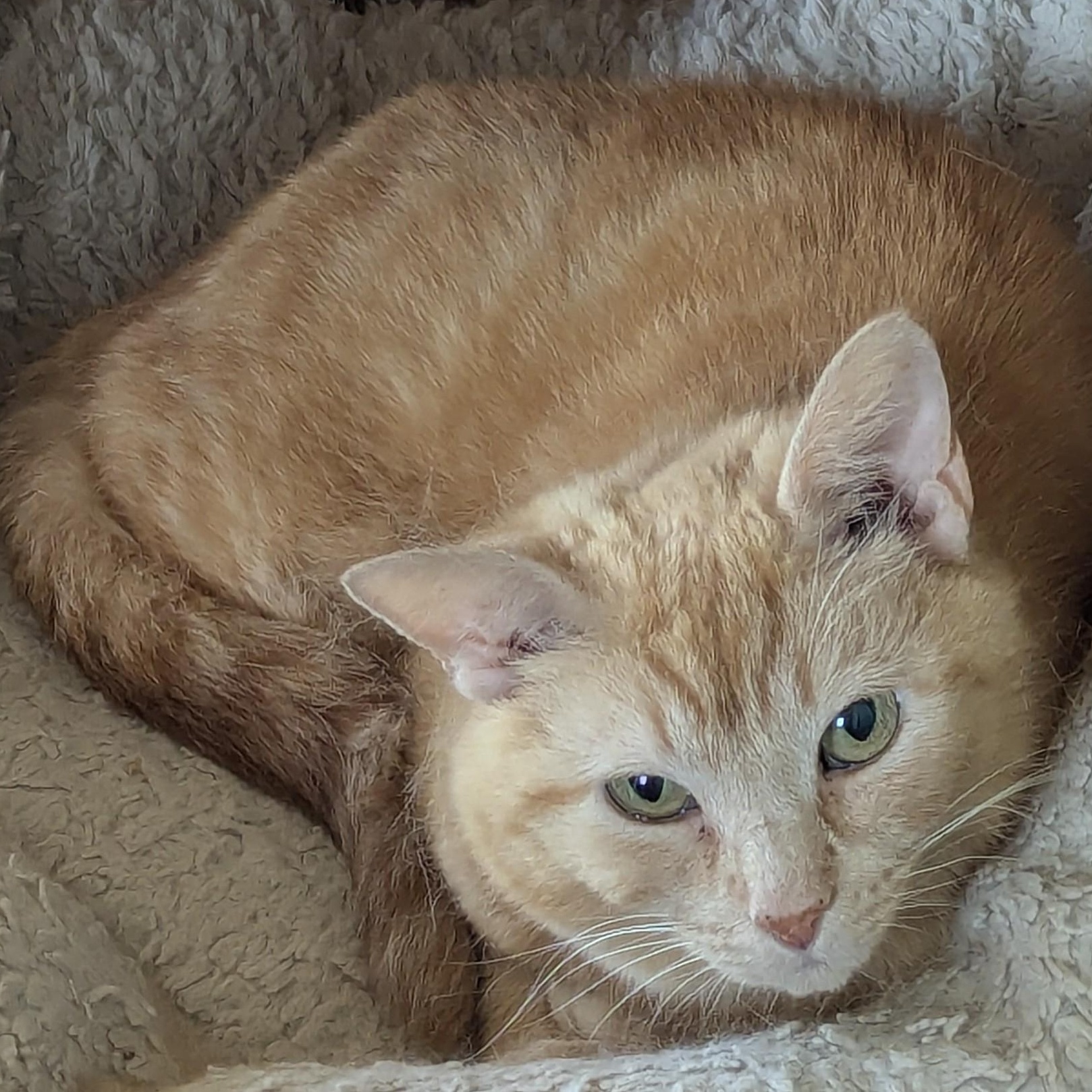 Enlarge Cassandra (tripod), an adopted Domestic Short Hair in Stafford, VA image 6/6