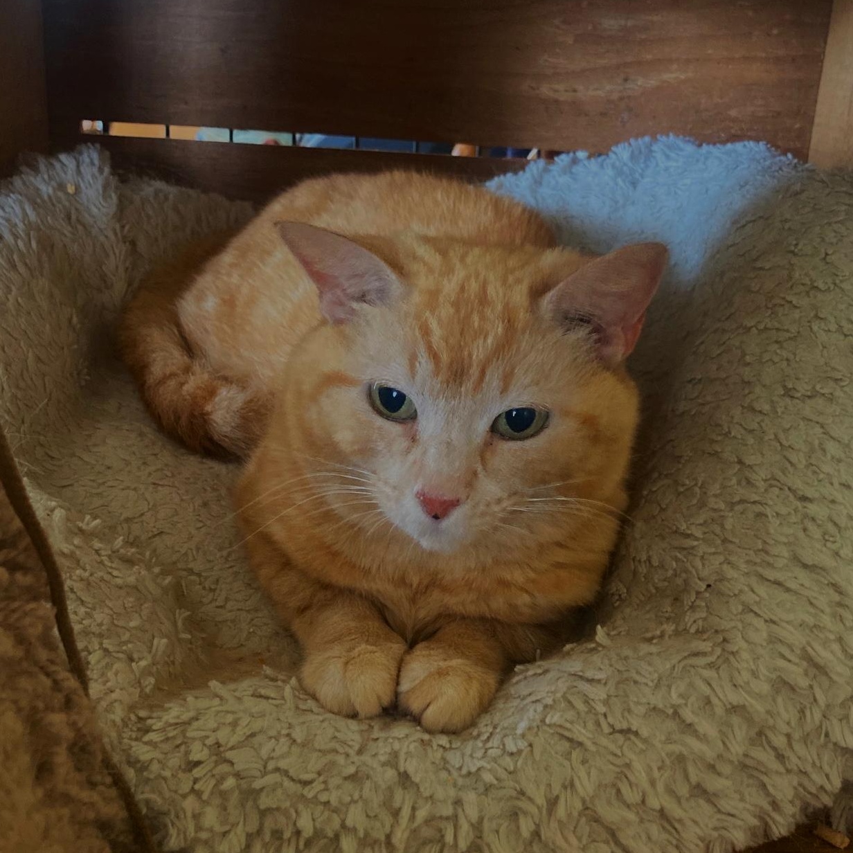 Enlarge Cassandra (tripod), an adopted Domestic Short Hair in Stafford, VA image 4/6