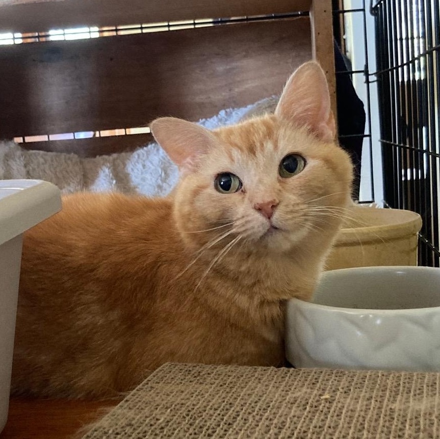 Enlarge Cassandra (tripod), an adopted Domestic Short Hair in Stafford, VA image 3/6