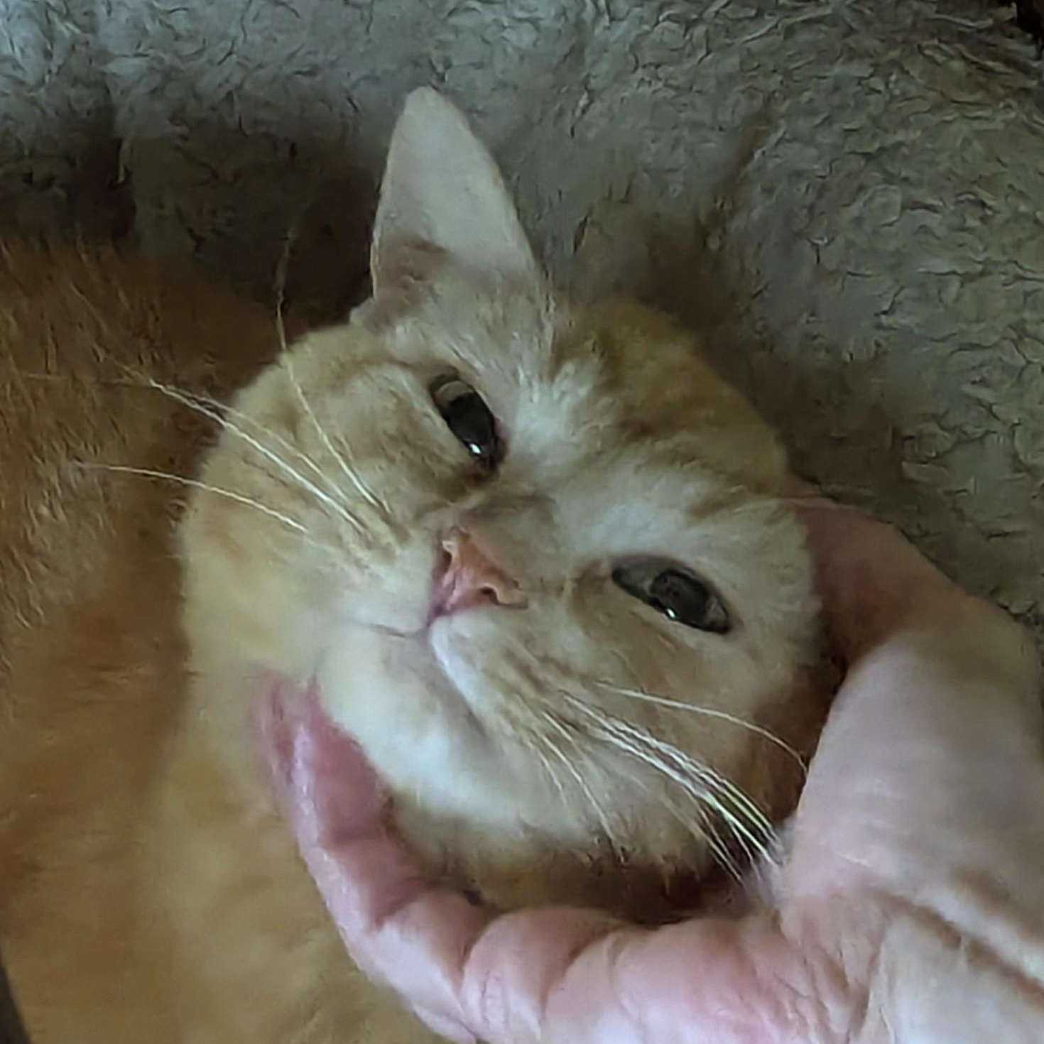 Enlarge Cassandra (tripod), an adopted Domestic Short Hair in Stafford, VA image 5/6