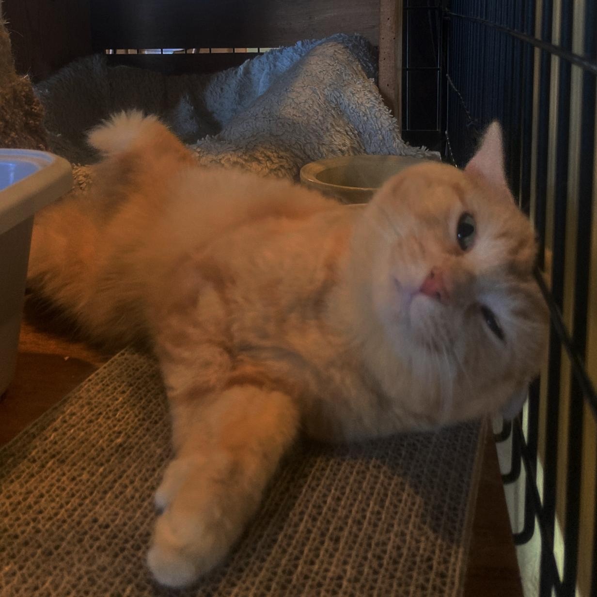 Enlarge Cassandra (tripod), an adopted Domestic Short Hair in Stafford, VA image 2/6