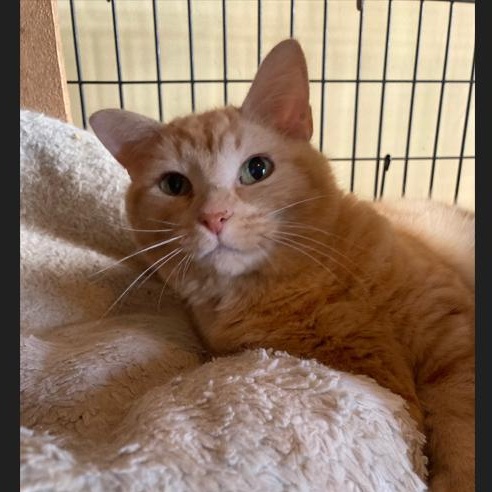 Cassandra (tripod), adopted, Young Female Domestic Short Hair.