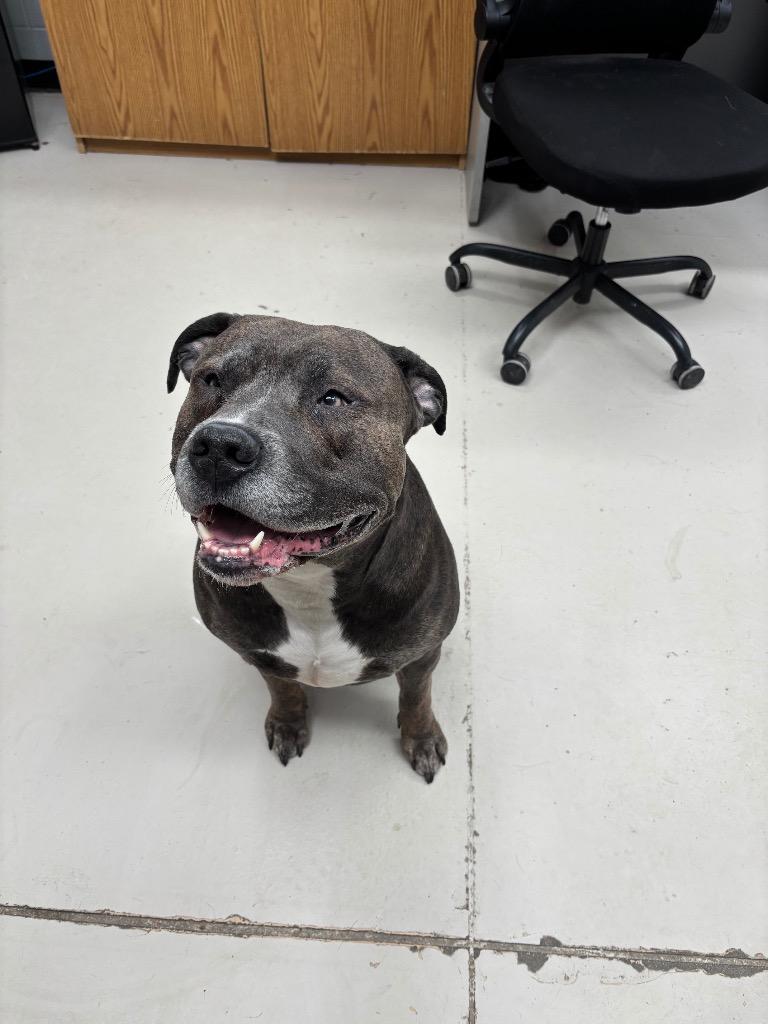 Fat Dave, Adoptable, Adult Male Pit Bull Terrier & Hound.