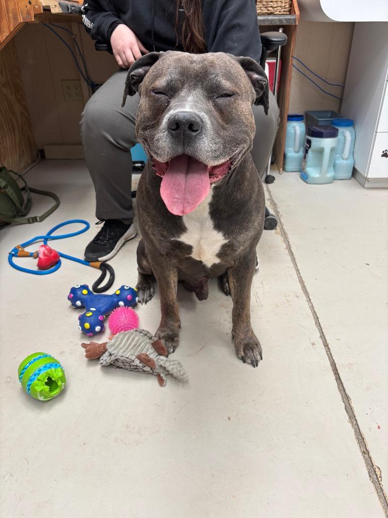 Fat Dave, a Adoptable mixed breed in Findlay, OH image 2/2