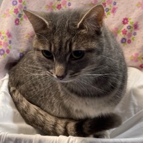 Penelope, a Adoptable Domestic Short Hair in Columbia, KY image 3/6