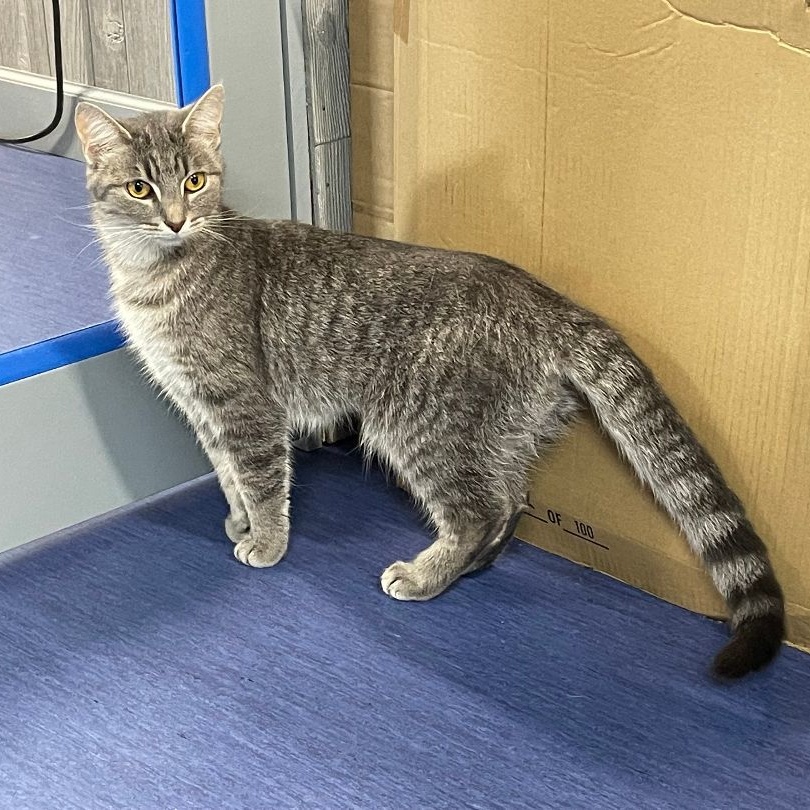 Penelope, a Adoptable Domestic Short Hair in Columbia, KY image 5/6