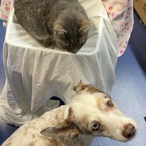 Penelope, a Adoptable Domestic Short Hair in Columbia, KY image 6/6