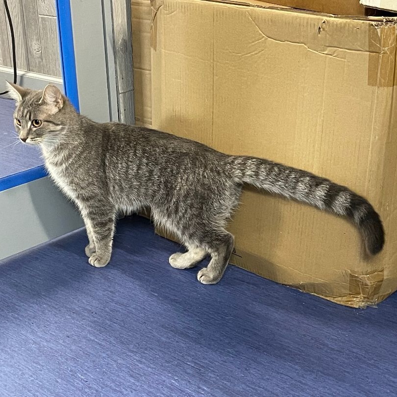 Penelope, a Adoptable Domestic Short Hair in Columbia, KY image 1/6