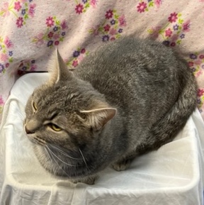 Penelope, a Adoptable Domestic Short Hair in Columbia, KY image 2/6