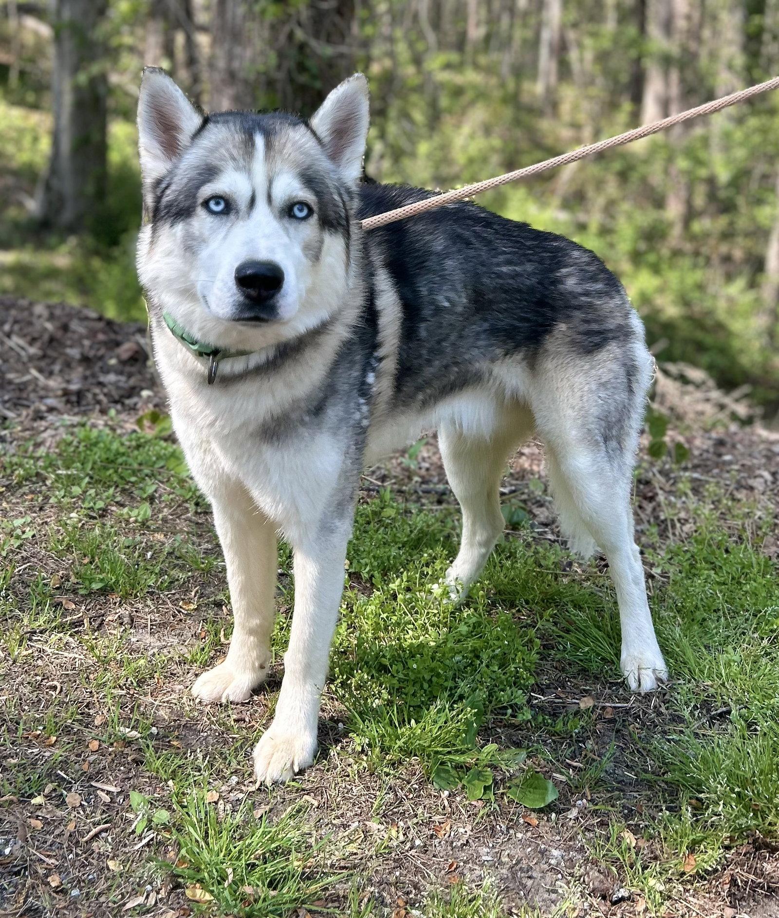 Enlarge Shadow, a Adopted Husky in Clarkesville, GA image 2/3