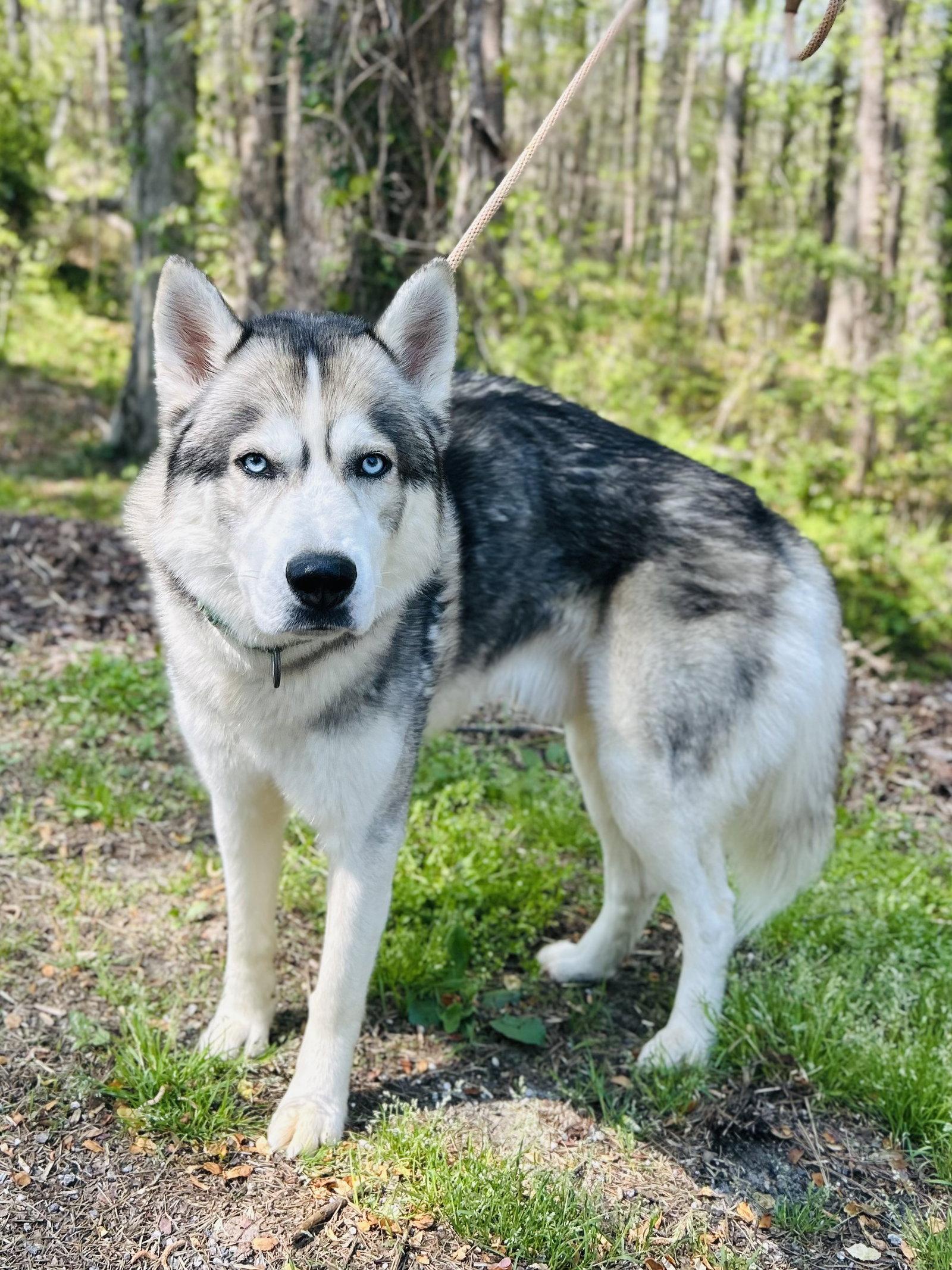 Enlarge Shadow, a Adopted Husky in Clarkesville, GA image 3/3