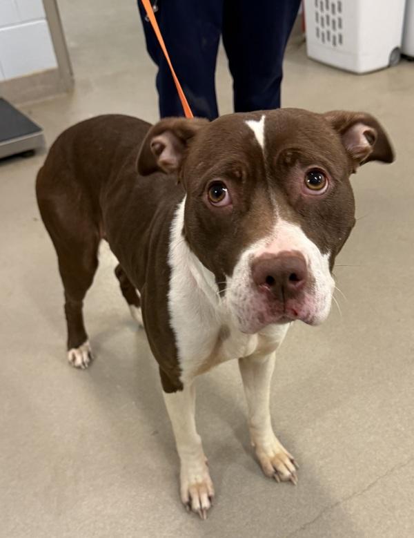 Enlarge Cadbury Creme Egg, a Adoptable mixed breed in Millersville, MD image 1/3