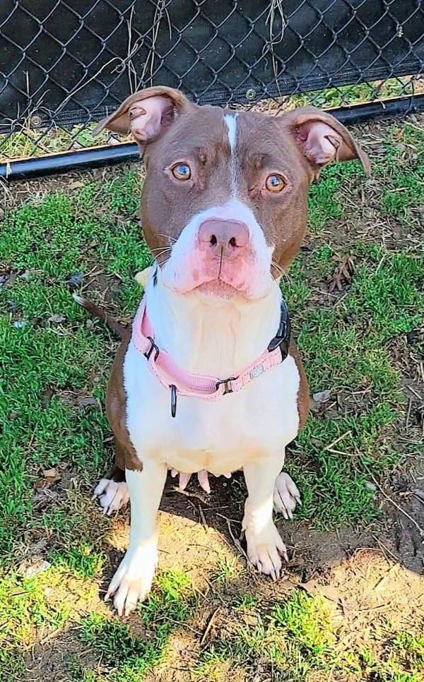 Enlarge Cadbury Creme Egg, a Adoptable mixed breed in Millersville, MD image 3/3