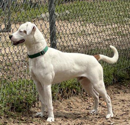 Ticket, a ADOPTABLE mixed breed in Inverness, FL image 3/4