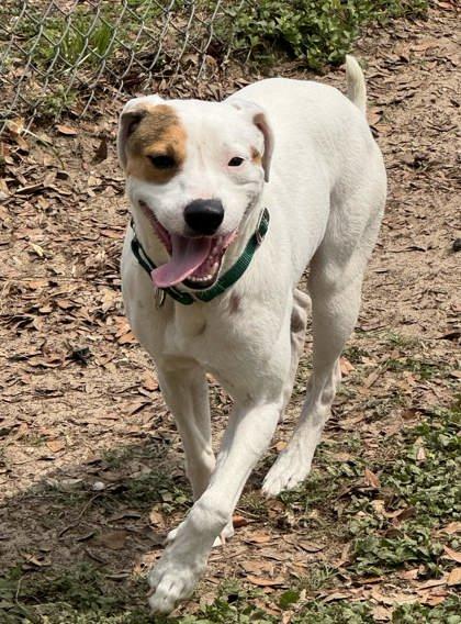 Ticket, a ADOPTABLE mixed breed in Inverness, FL image 2/4