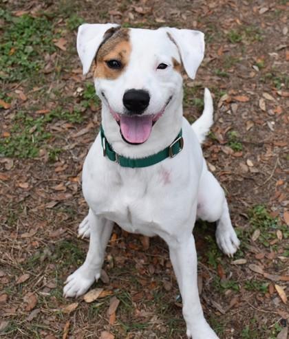 Ticket, a ADOPTABLE mixed breed in Inverness, FL image 1/4