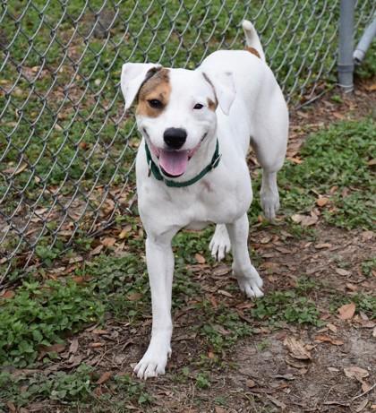 Ticket, a ADOPTABLE mixed breed in Inverness, FL image 4/4