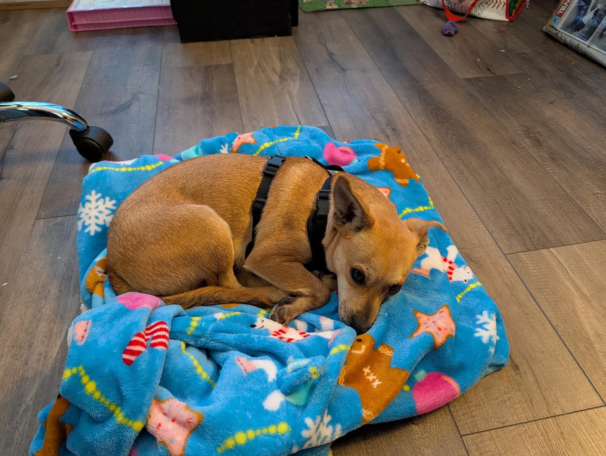 Enlarge Axel, an adopted mixed breed in Wilmington, NC image 1/1