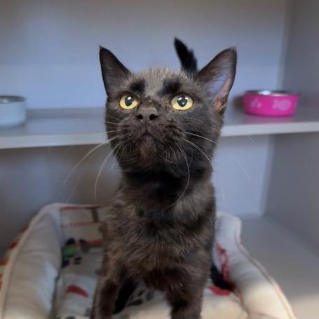 Binx, a Adoptable Domestic Short Hair in Washougal, WA image 1/2