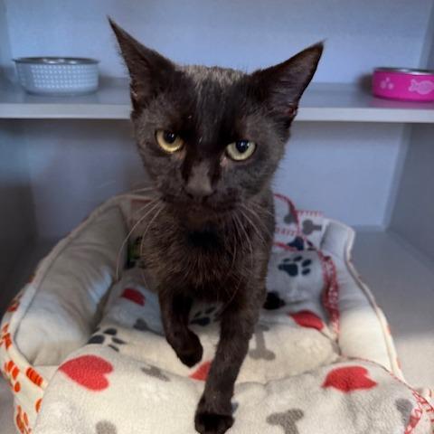 Binx, a Adoptable Domestic Short Hair in Washougal, WA image 2/2