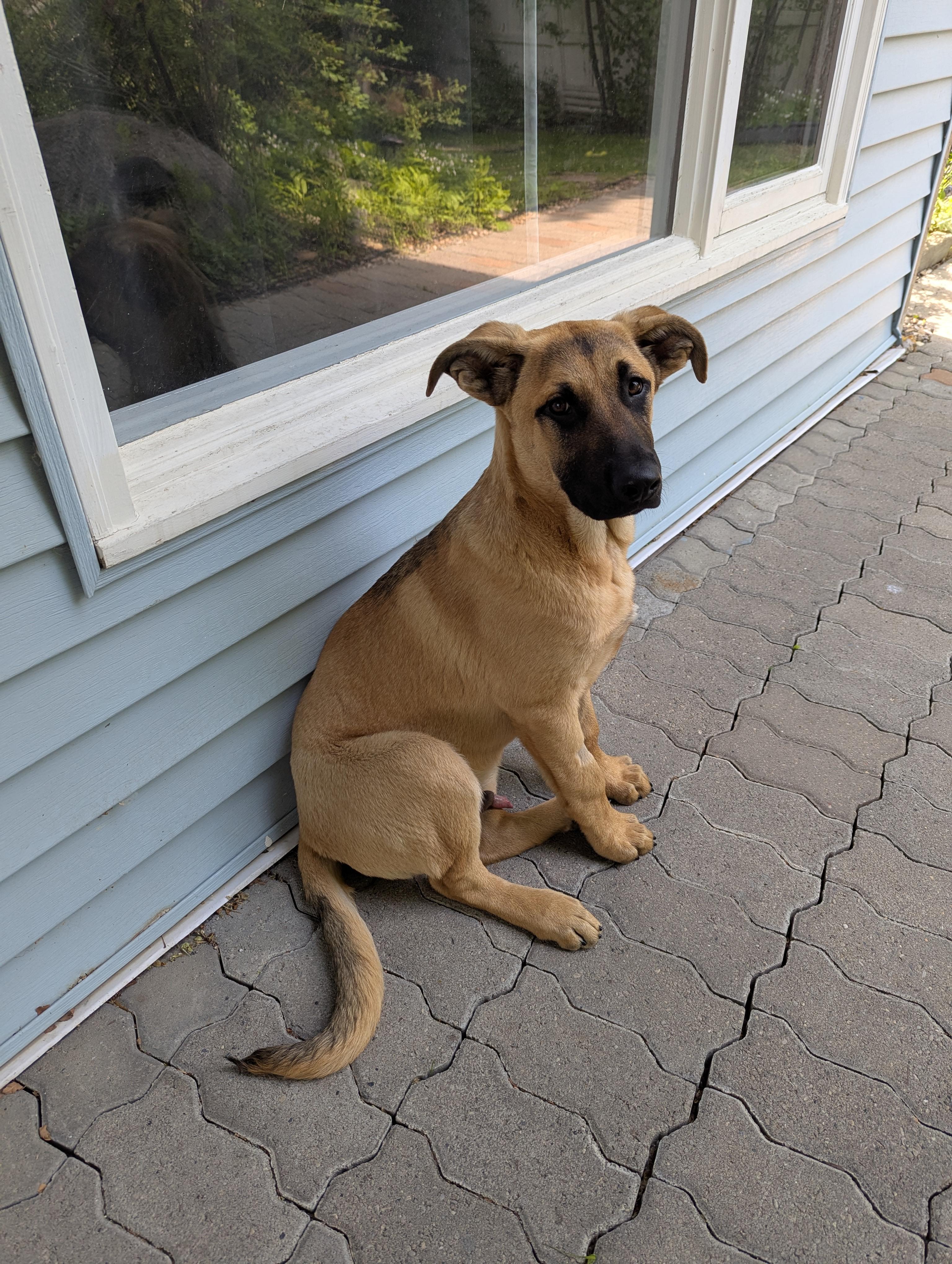 Rex, Young Male German Shepherd Dog