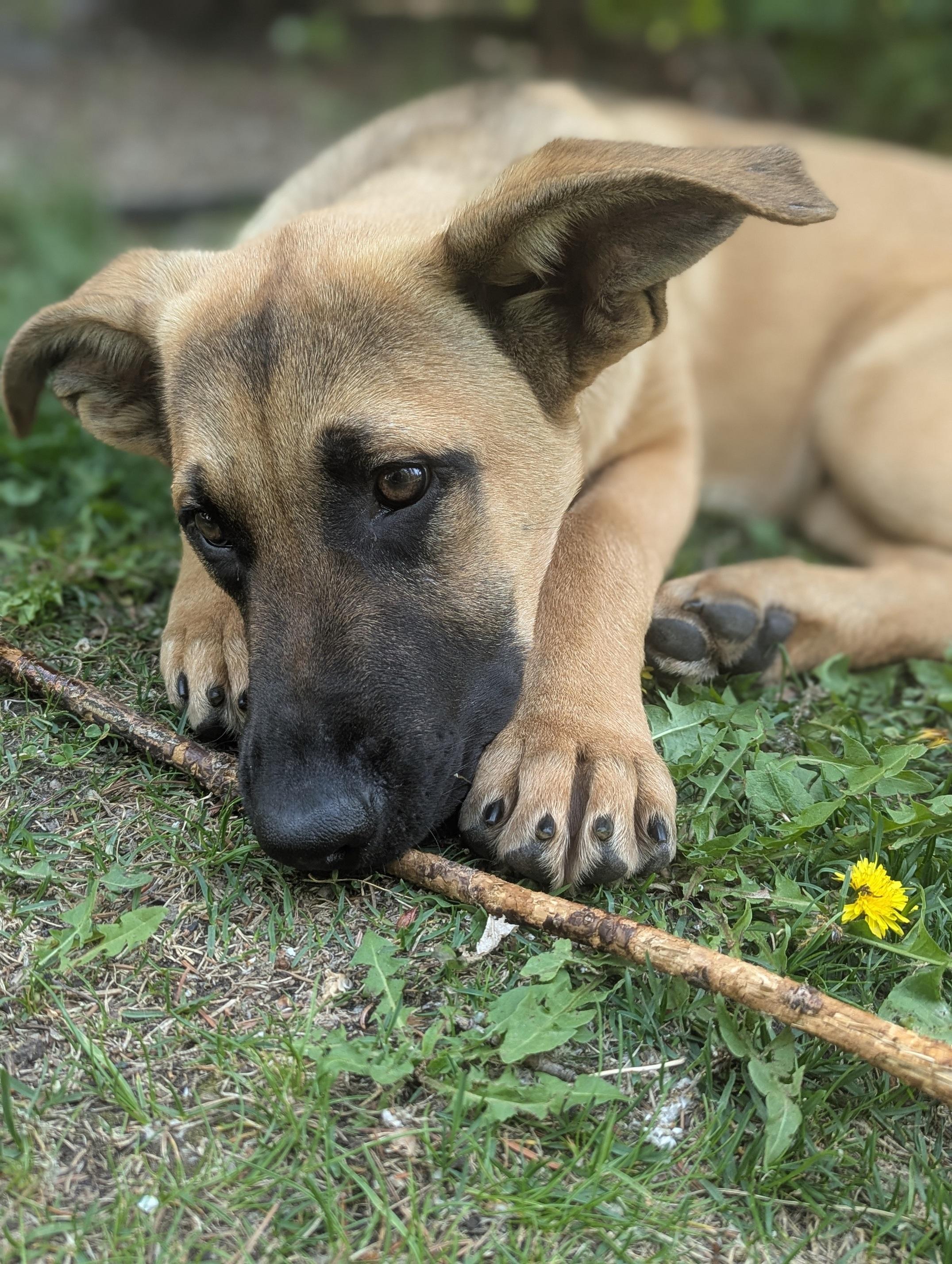 Rex, an adoptable German Shepherd Dog in Calgary, AB, T1Y 6R4 | Photo Image 2