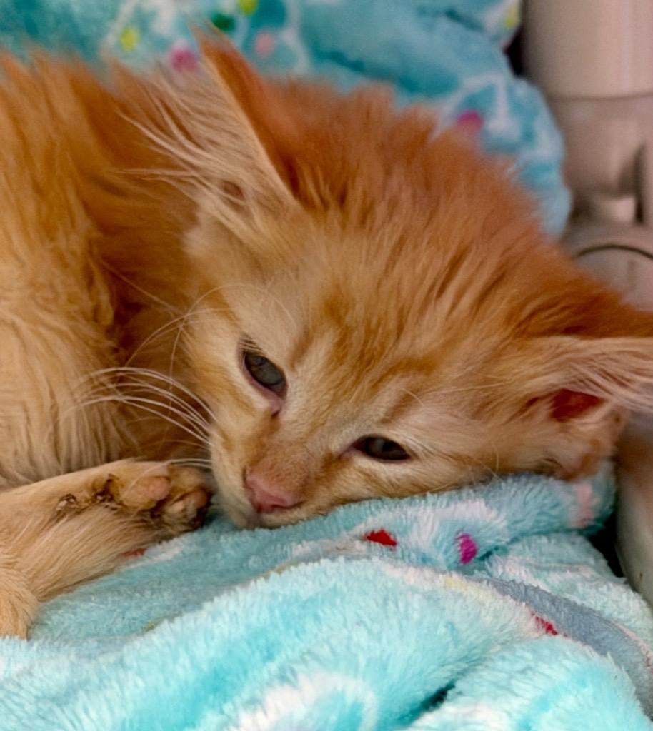 Enlarge Kumquat, a Adoptable mixed breed in Sherwood, AR image 1/3