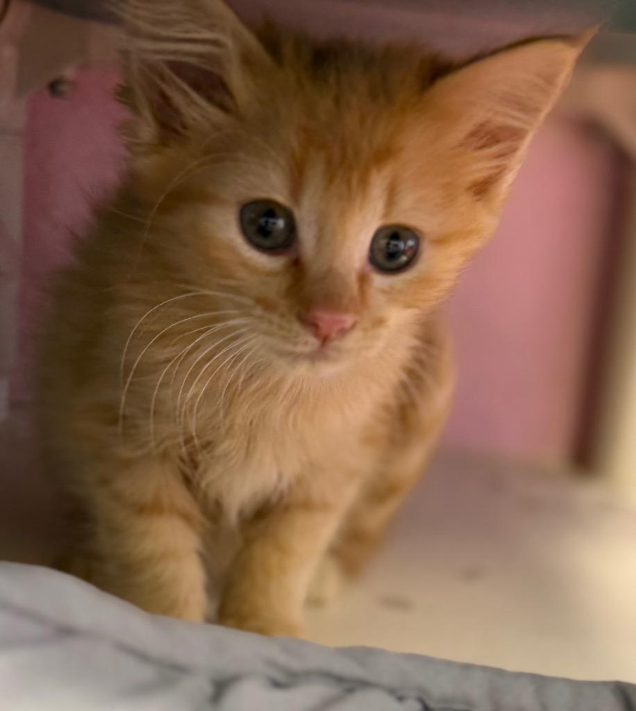 Enlarge Kumquat, a Adoptable mixed breed in Sherwood, AR image 2/3