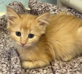 Enlarge Kumquat, a Adoptable mixed breed in Sherwood, AR image 3/3