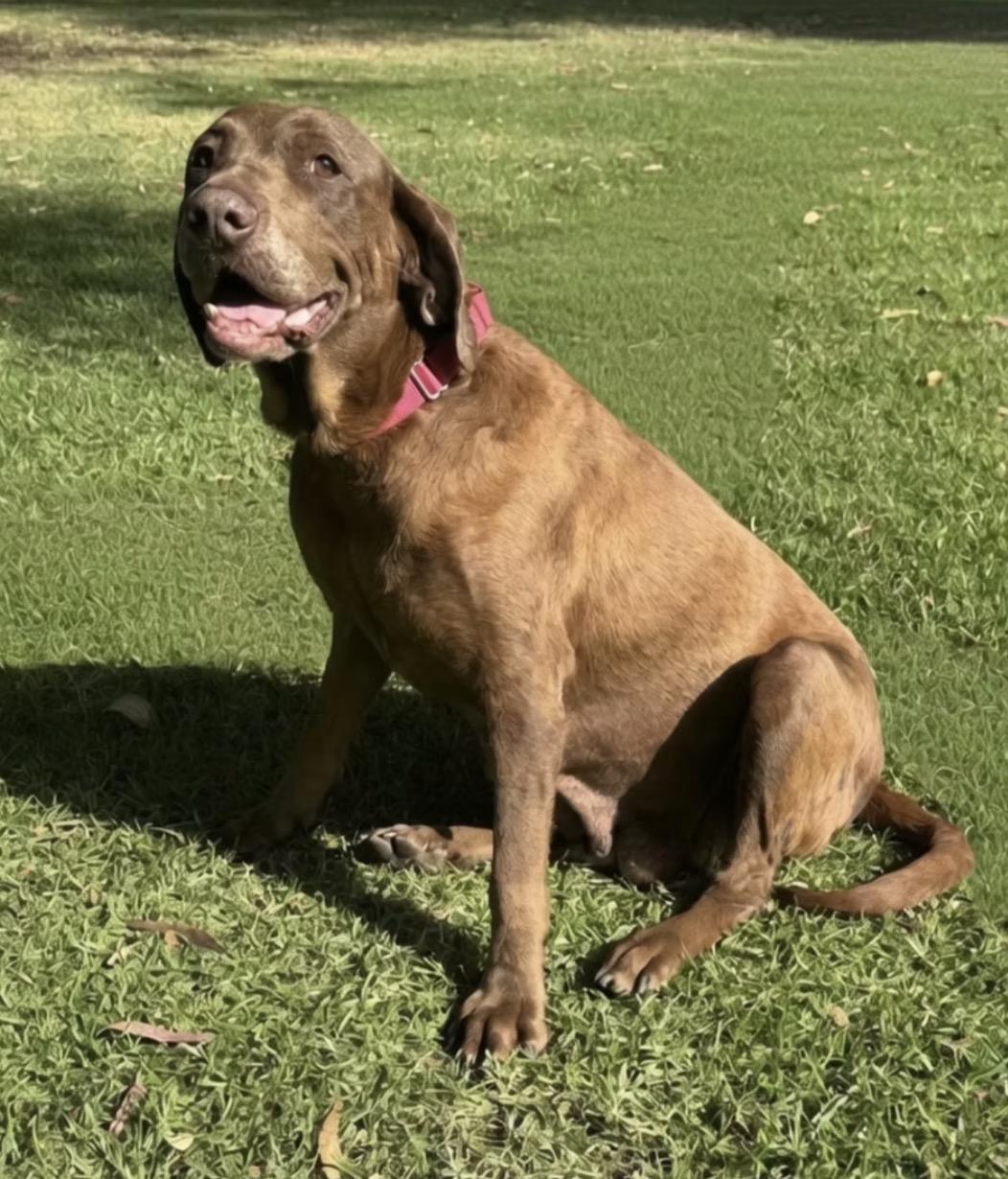 Ginger , ADOPTABLE, Adult Female Chocolate Labrador Retriever.