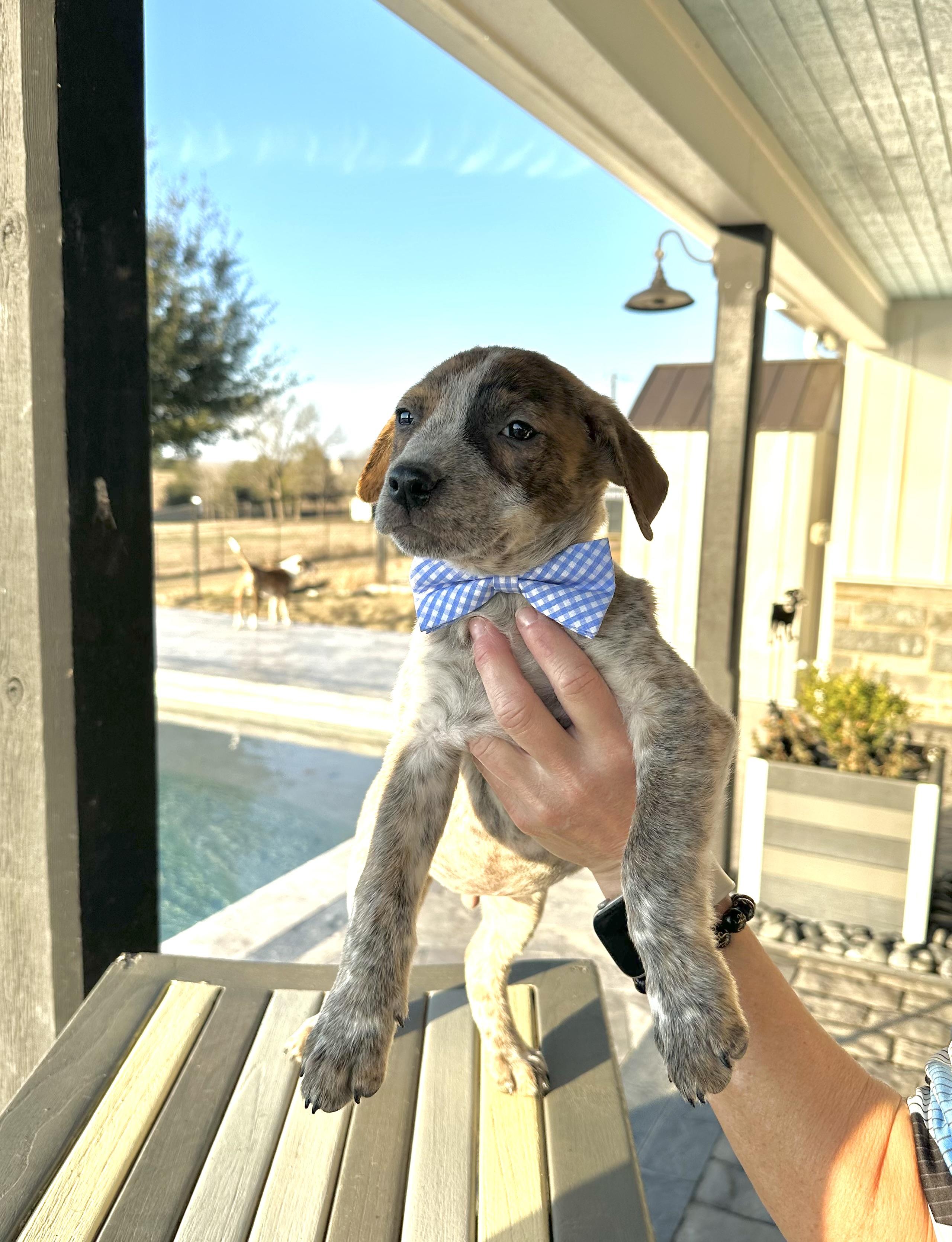 Kevin, an adopted mixed breed in West Islip, NY image 3/5