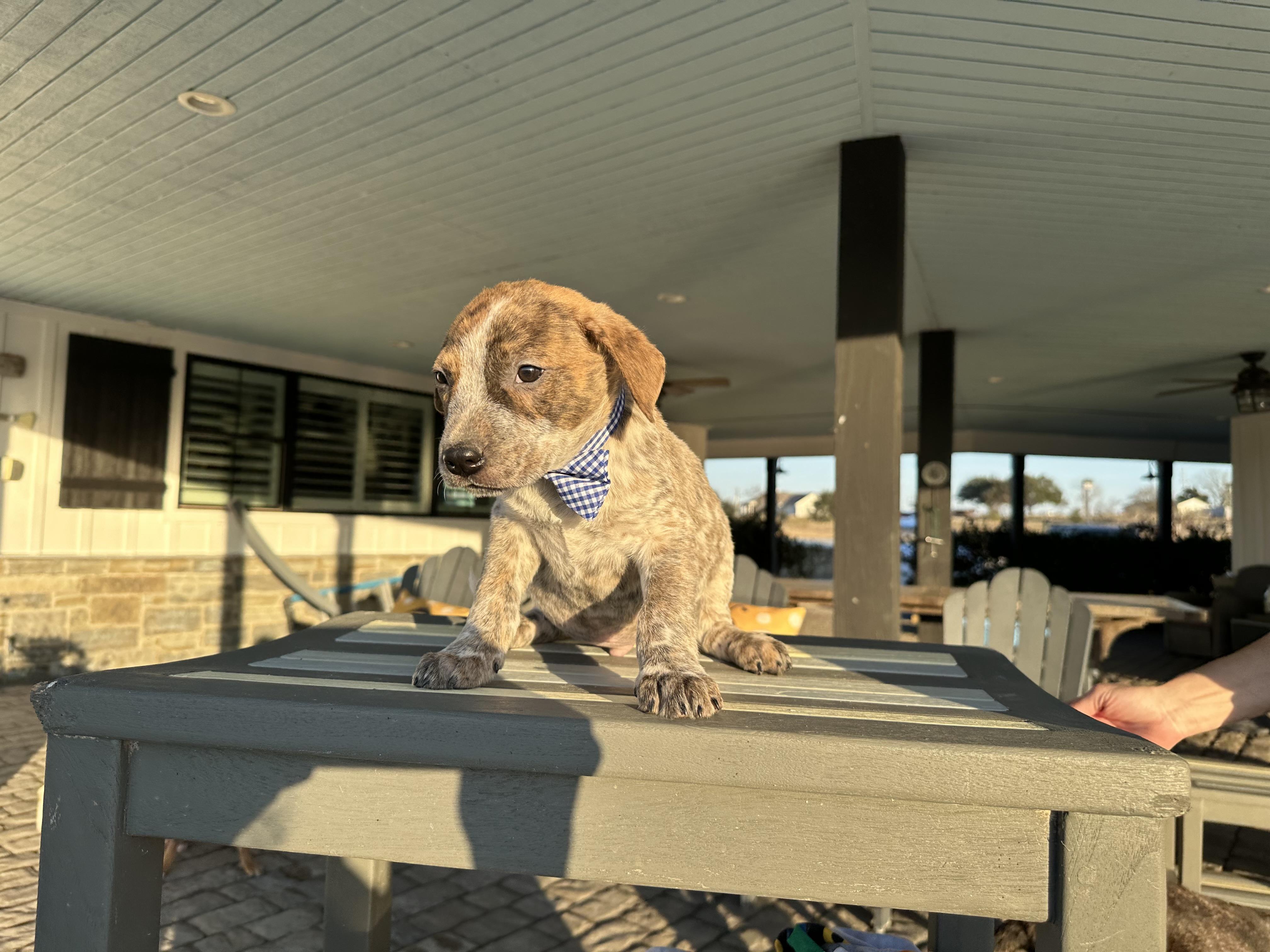 Kevin, an adopted mixed breed in West Islip, NY image 2/5