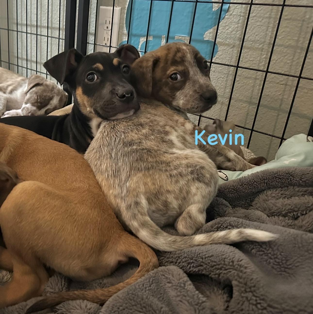 Kevin, an adopted mixed breed in West Islip, NY image 4/5
