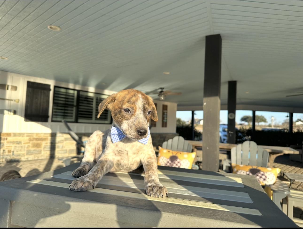 Kevin, an adopted mixed breed in West Islip, NY image 5/5