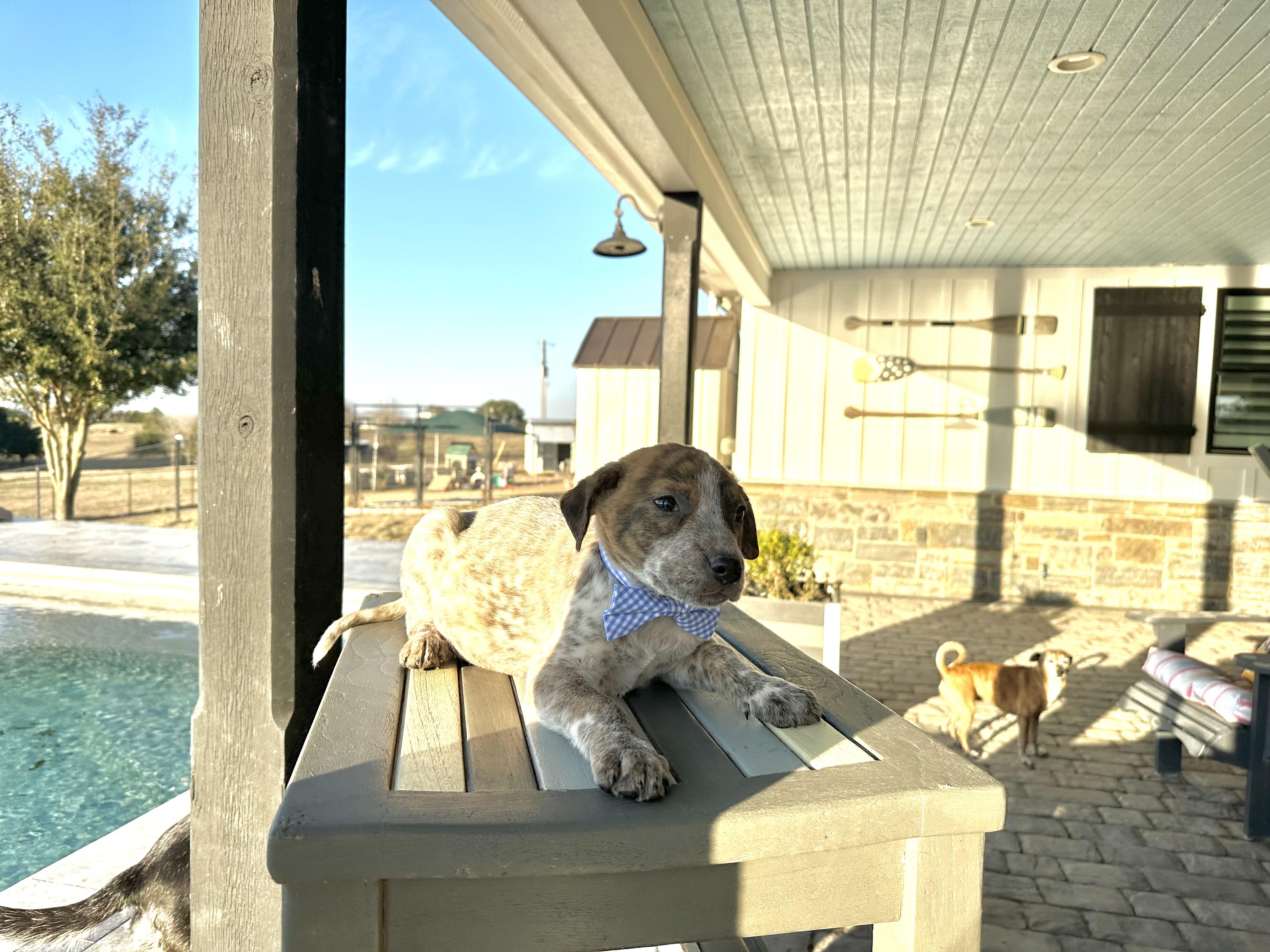 Kevin, an adopted mixed breed in West Islip, NY image 1/5