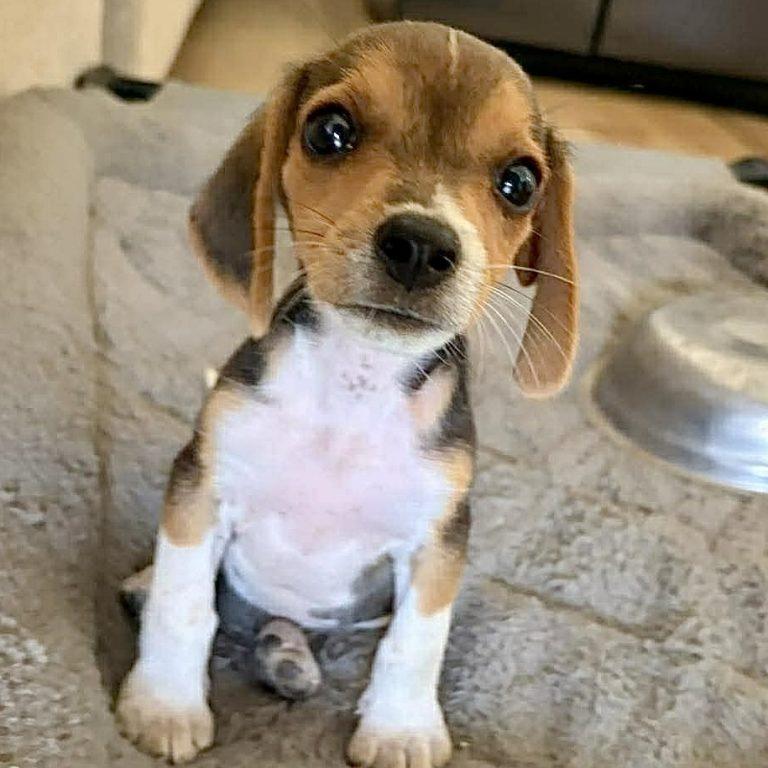 Diglett, a Adopted Beagle in Mebane, NC image 1/3