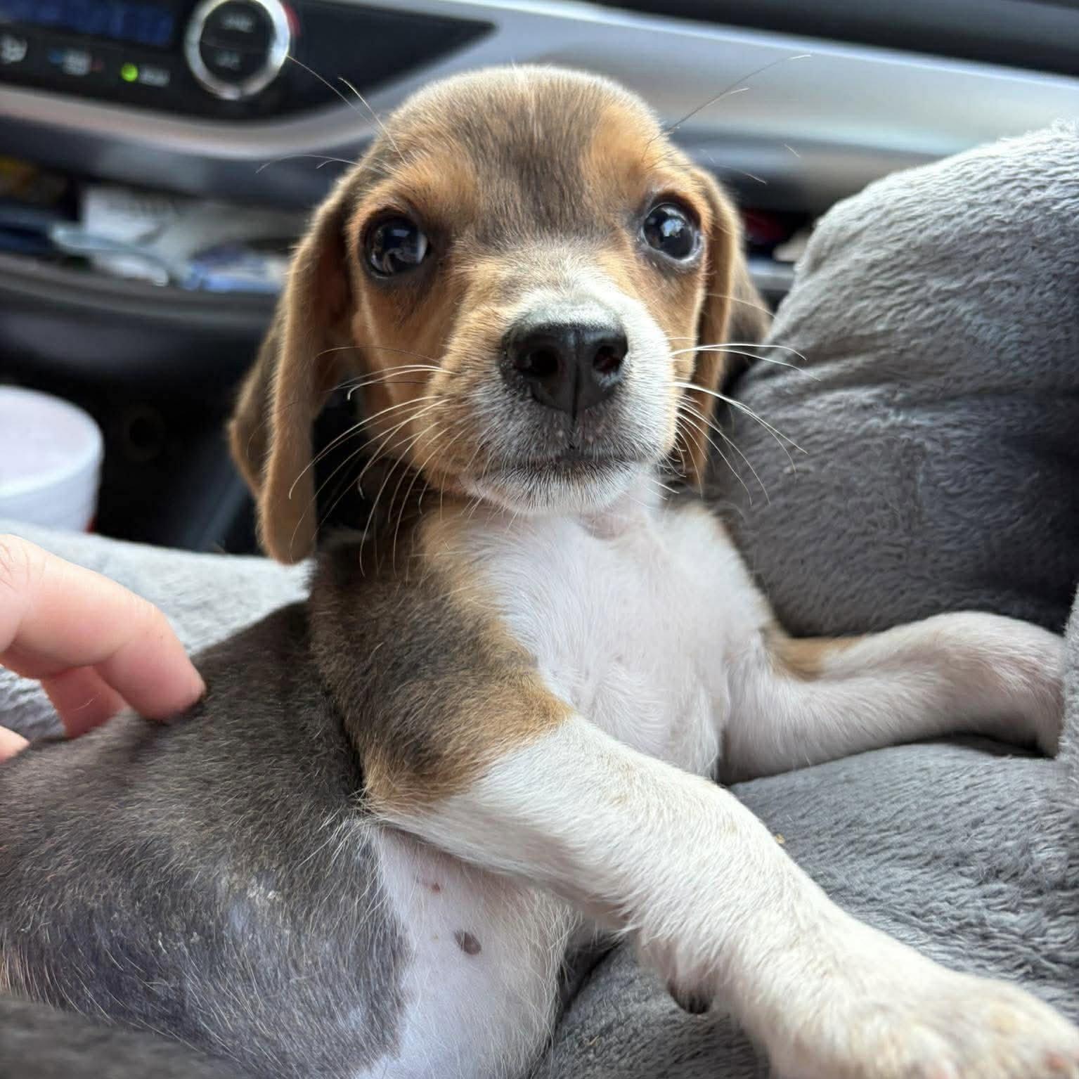 Diglett, a Adopted Beagle in Mebane, NC image 2/3
