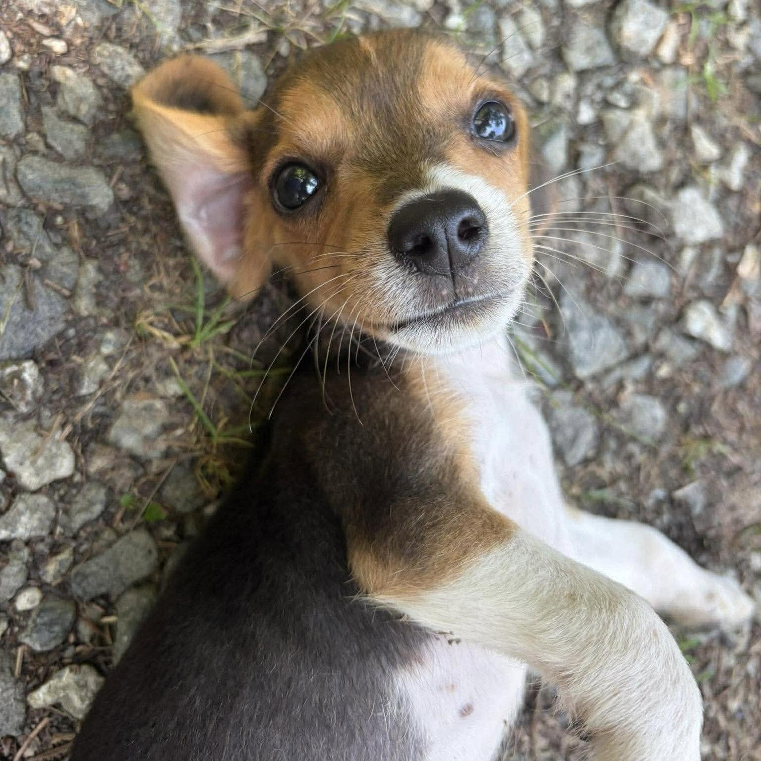 Diglett, a Adopted Beagle in Mebane, NC image 3/3