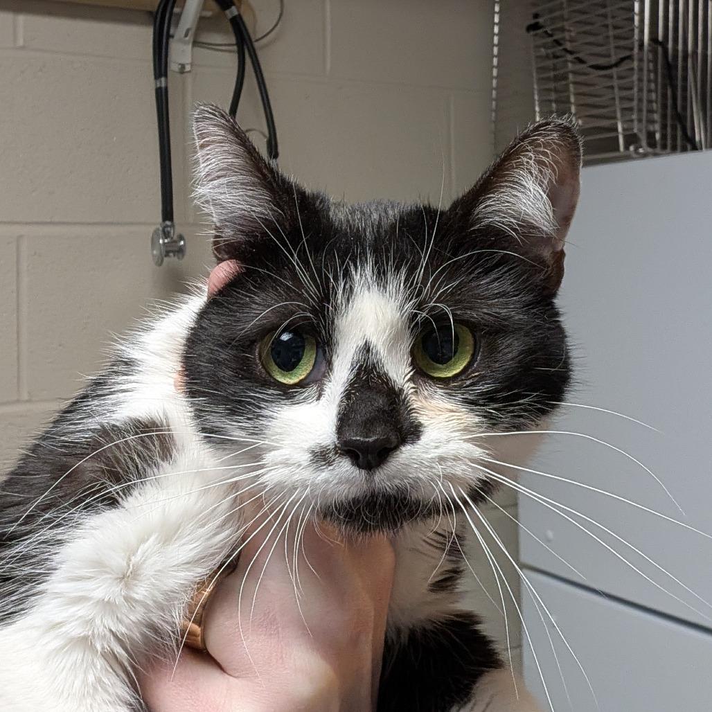 Karate Kid, Adoptable, Young Female Domestic Short Hair.