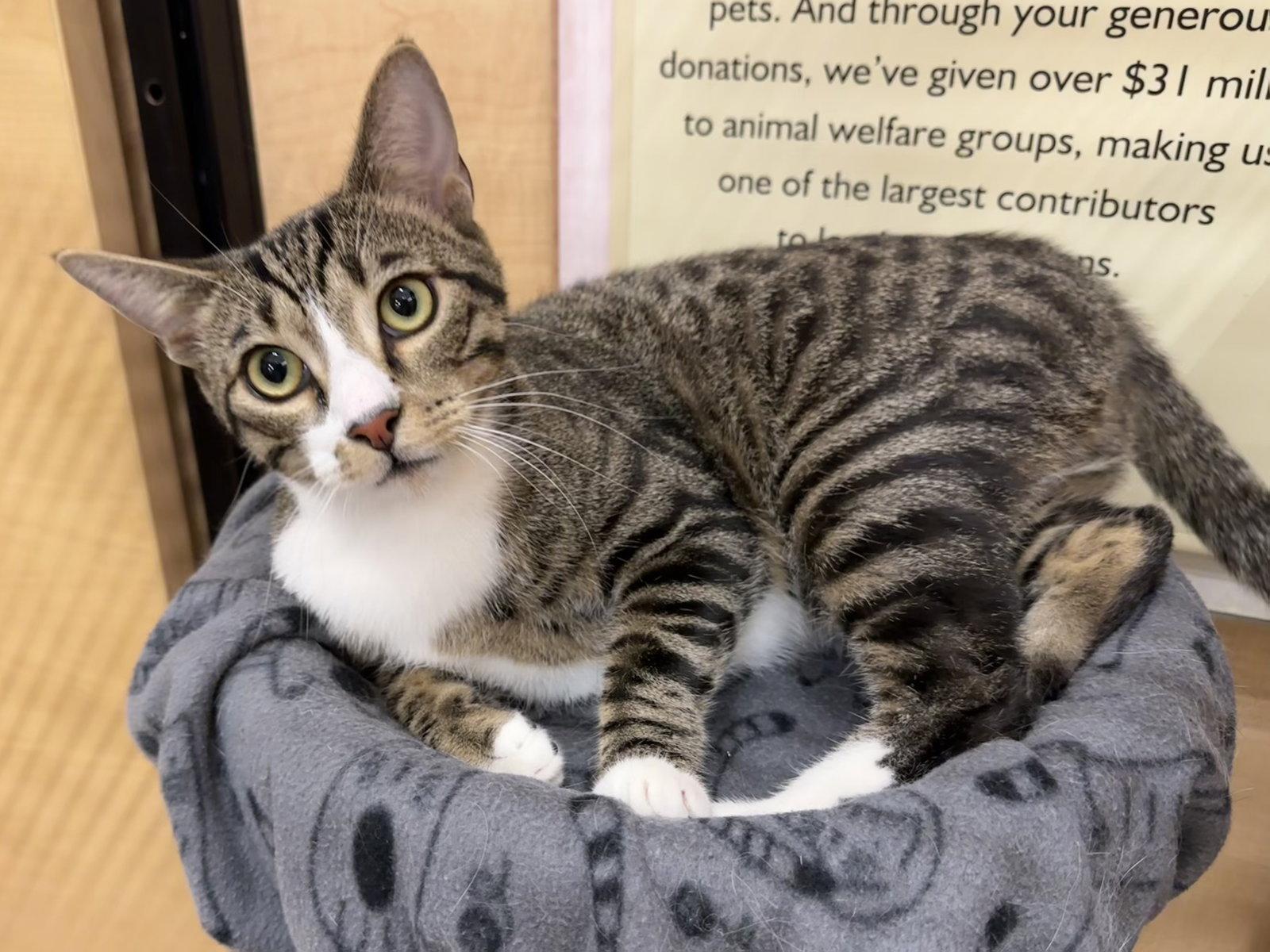 Lindt, Adopted, Adult Male Domestic Short Hair.